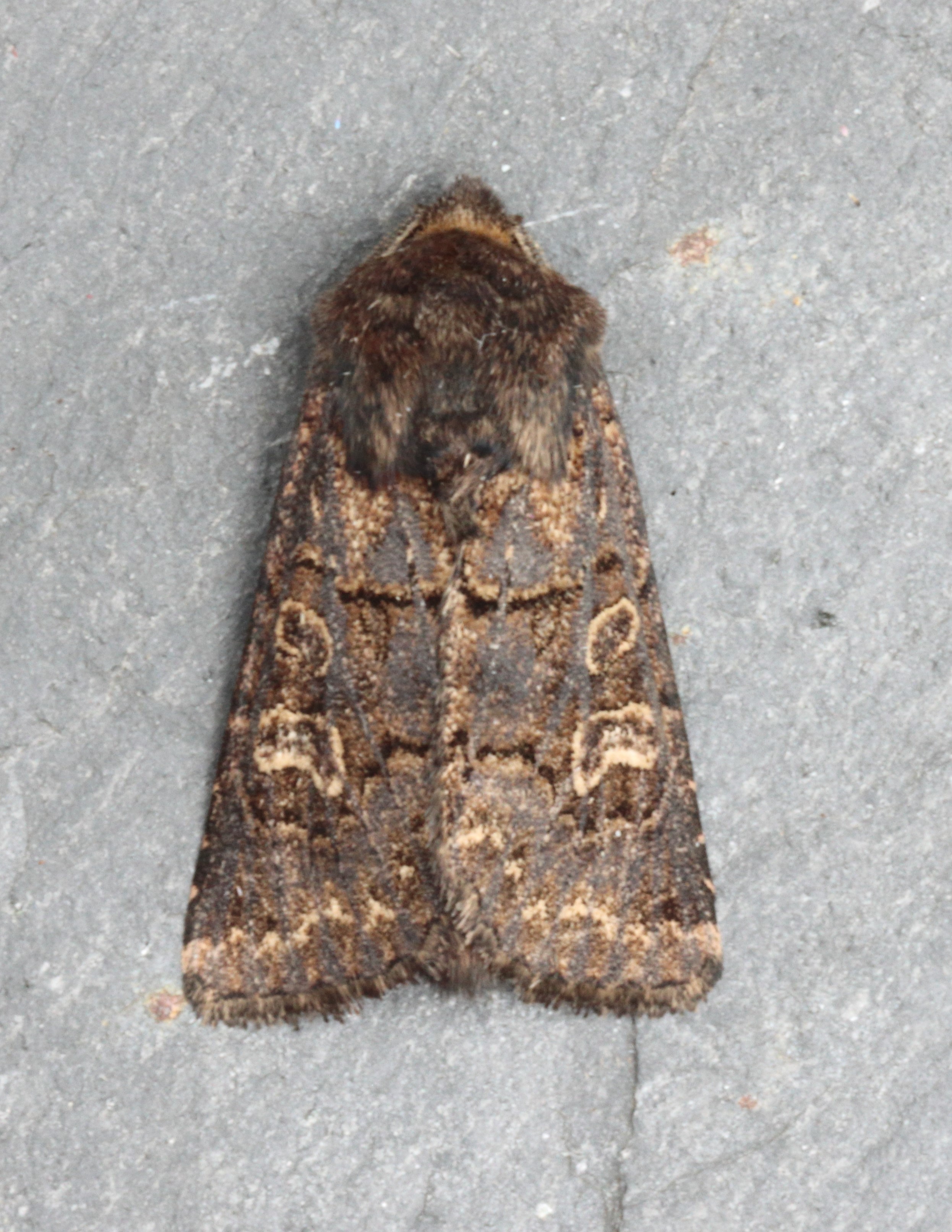 Photo of Hedge Rustic (Tholera cespitis)